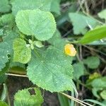 Sida cordata পাতা