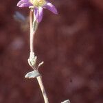 Campanula filicaulis Blüte