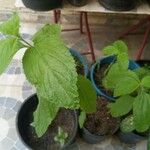 Lippia alba Foglia