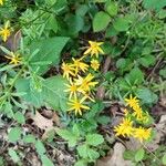 Senecio ampullaceus Flower