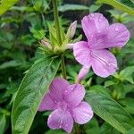 Barleria cristataBlomma