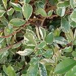 Photinia fraseri عادت داشتن