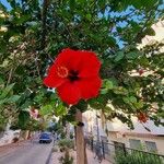 Hibiscus rosa-sinensisBlüte