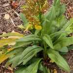 Solidago sempervirens