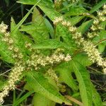 Penthorum sedoides Habit
