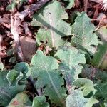 Taraxacum mongolicum Лист