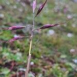 Tenaxia cumminsii Flower