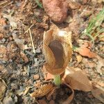 Amorphophallus dracontioides花