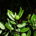 Pradosia surinamensis Fruto
