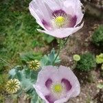 Papaver somniferum Blodyn