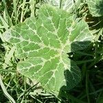 Cucurbita moschata Lapas