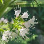 Echium italicum Floare