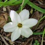 Ipheion uniflorum Flor