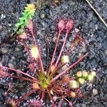 Drosera intermedia Lapas