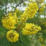 Peltophorum africanum Flower