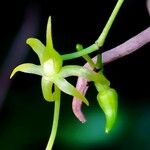 Angraecum calceolus Virág