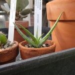 Aloe bellatula Buveinė