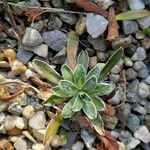 Saxifraga hostii Leaf