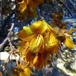 Sophora denudata Flower