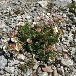 Ranunculus glacialis Fula