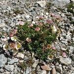 Ranunculus glacialis ফুল