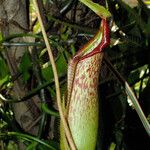 Nepenthes mirabilis Blatt