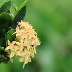 Ixora javanica Žiedas