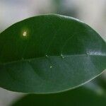 Coffea mauritiana Leaf