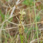 Carex distachya Λουλούδι