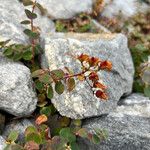 Hypericum nummulariumBlüte