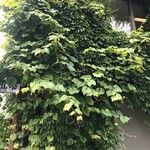 Vitis coignetiae عادت داشتن