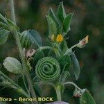 Medicago scutellata Other