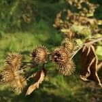 Dipsacus fullonumFloare