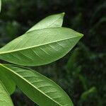 Chionanthus broomeanus Feuille