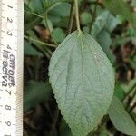 Acalypha arvensis Feuille