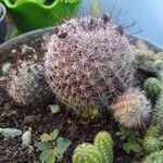 Mammillaria grahamii 樹皮