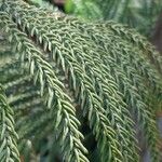 Araucaria scopulorum 葉