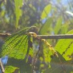 Boehmeria penduliflora Folha