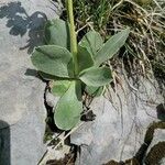 Primula auricula Liść