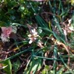 Cardamine parviflora Floare