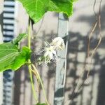 Trichosanthes cucumerina Blüte
