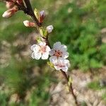 Prunus tomentosa 花