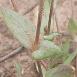 Holosteum umbellatum Leaf