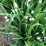 Allium triquetrum പുഷ്പം