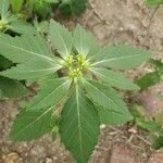 Euphorbia davidii Leaf