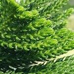 Araucaria scopulorum 葉