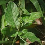 Ruellia ciliatiflora Liść