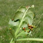 Botrychium lunaria Leaf