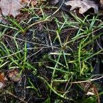 Littorella uniflora Other