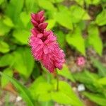 Persicaria orientalis Flower